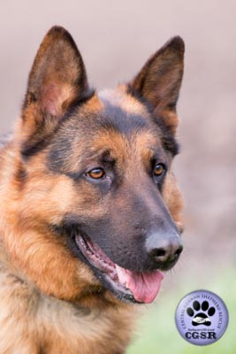 Rex - currently looking for adoption with Central German Shepherd Rescue = www.centralgermanshepherdrescue.com/ - cgsr.co.uk